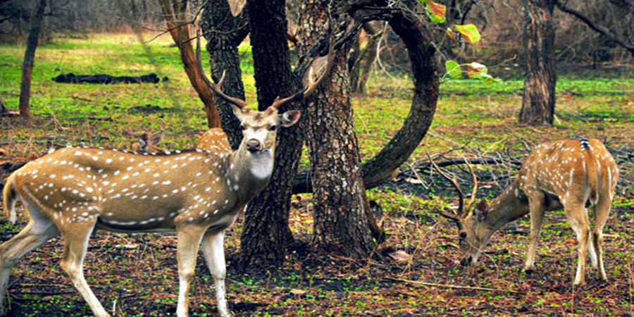 gujrat-tour-package-with-nta-holidays-gir-forest-deer