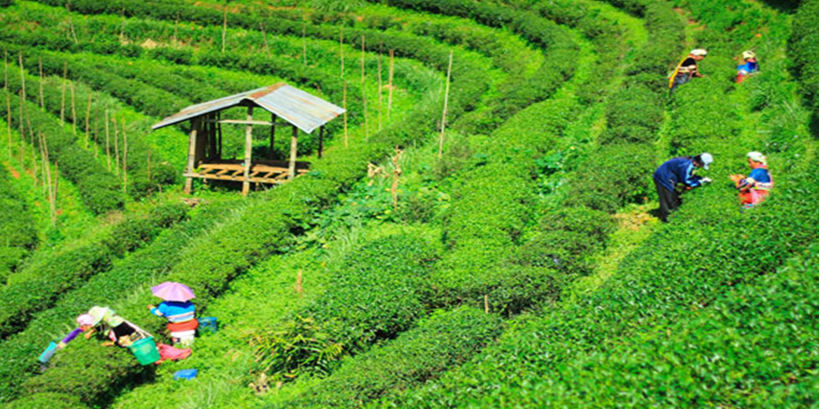 north-east-india-tour-package-darjeeling-tea-garden-nta-holidays